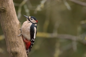 Wildlife Sightings 18/11/2022